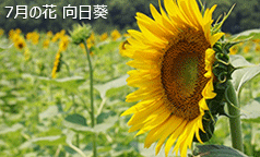 $B<L??(B