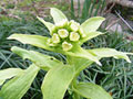2月の花ふきのとう
