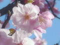 3月の花さくら