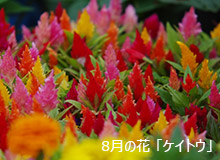 8月の花「ケイトウ」