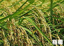 稲穂