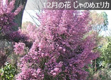 じゃのめエリカ